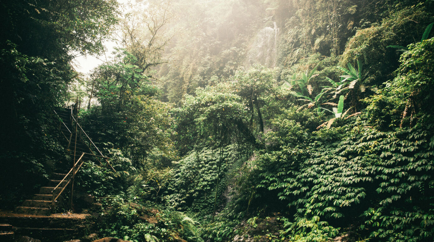Stairs in a dense jungle with lush vegetation and a waterfall in the background