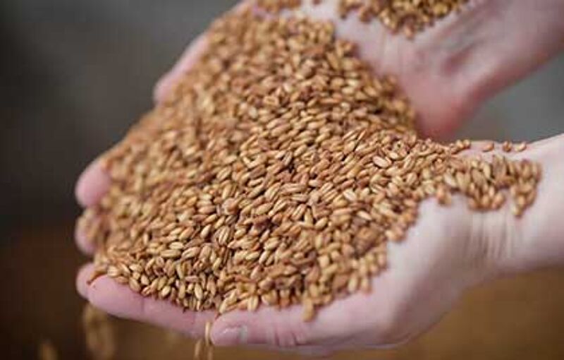 oats and sunflower seeds