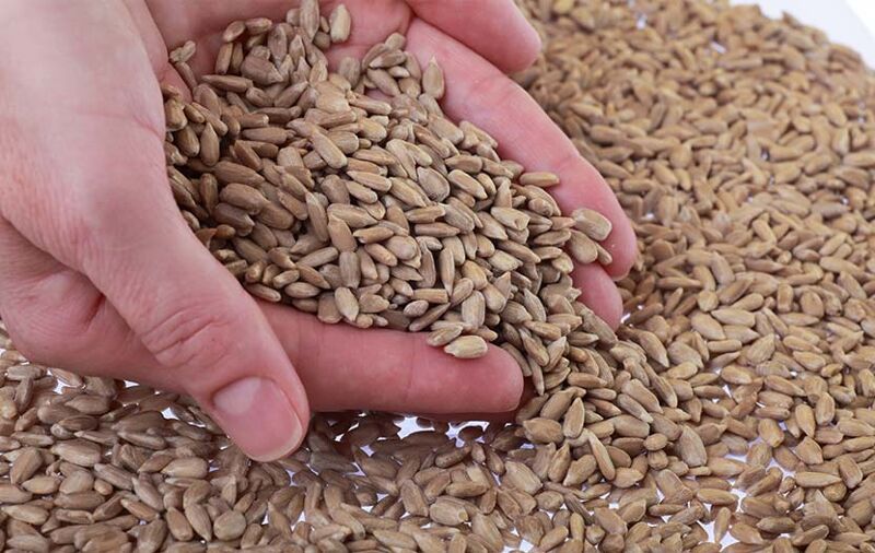 sunflower seeds